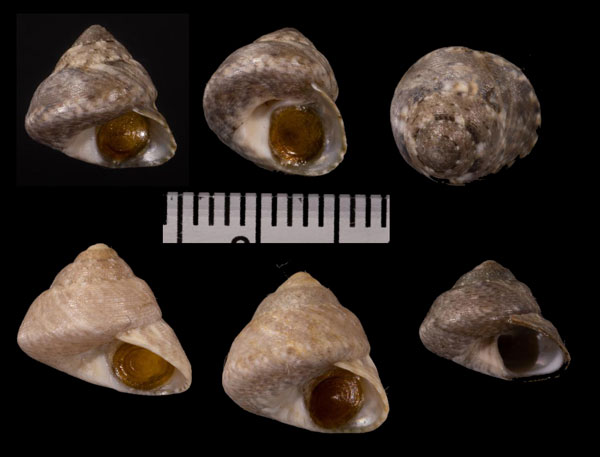 フィルバートシタダミ Gibbula philberti small