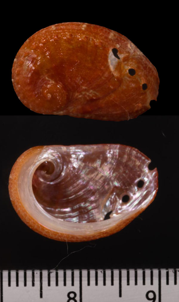 トムライスハデアナゴウ (仮称) Haliotis clathrata tomricei small
