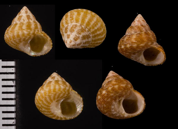 オオシモフリチグサ Jujubinus escondidus small