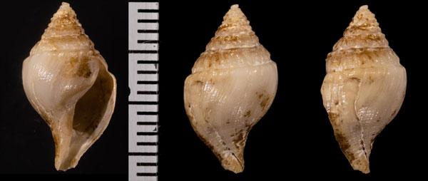 フデシャジクの仲間? 未詳 Buccinaria sp. small