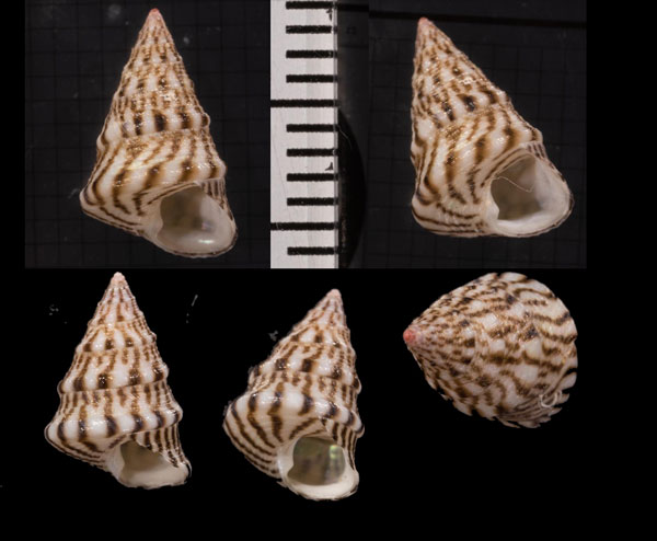 タテイトチグサ Jujubinus unidentatus small