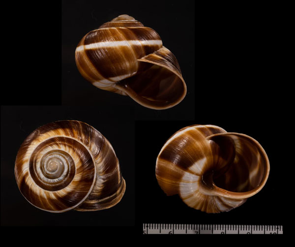 マルテンスチャオビエスカルゴ (仮称) Helix lucorum martensii small
