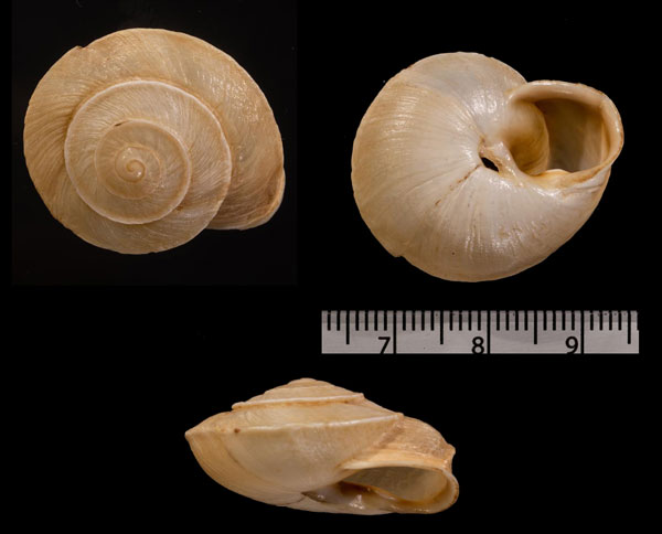 セキコウカサマイマイ Tingitana minetti small