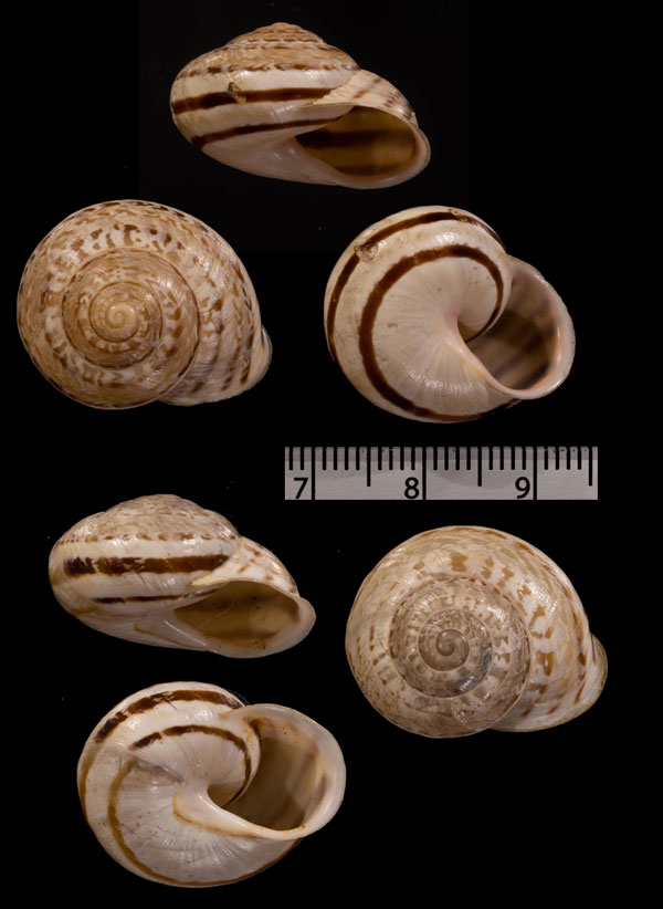 ジブラルタルカサマイマイ (仮称) Iberus marmoratus small