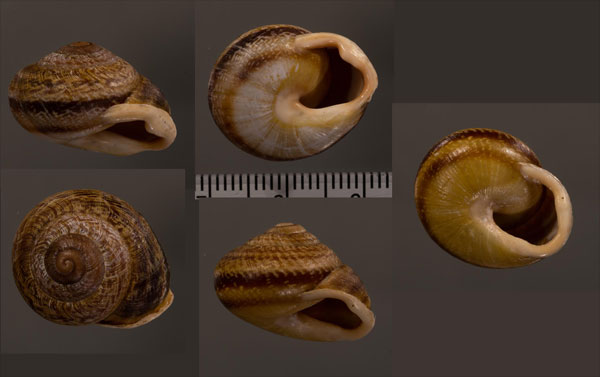 クロスジイリカナリーマイマイ (仮称) Hemicycla bidentalis small