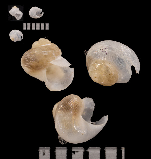 サガミクチキレエビス Anatoma sagamiana small