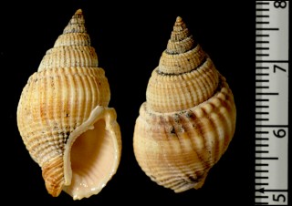 アラレガイの一種 Nassarius coriolis small