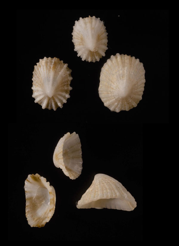 ワキヨリガイモドキ (仮称) Montfortula brevirimata small