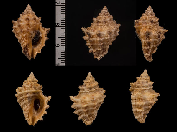 クリフチヂミレイシダマシ Semiricinula squamigera small