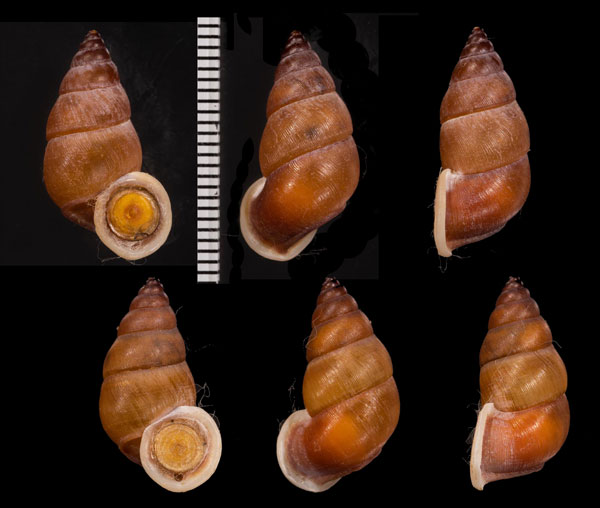 トウダカスリランカオカサナギ (仮称) Tortulosa pyramidata small