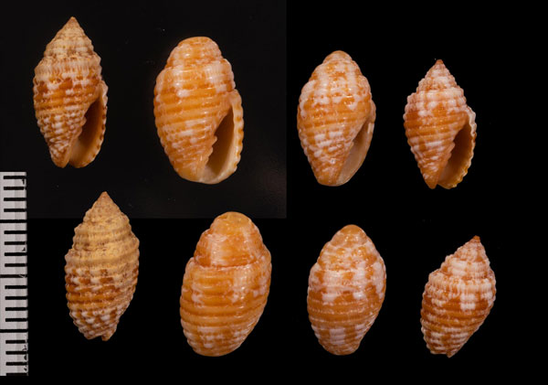 シモオキコベニフデ 霜置小紅筆 Scabricola eximia small
