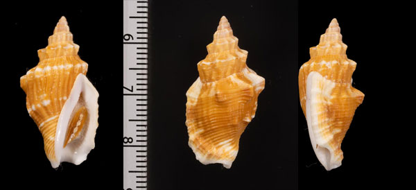 アラボリムカシタモト Canarium rugosum small