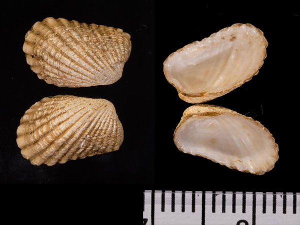 アフリカトマヤ (仮称) Carditamera contigua small