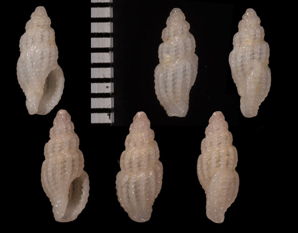 ポンソンビクチキレツブ (仮称) Lienardia ponsonbyi small