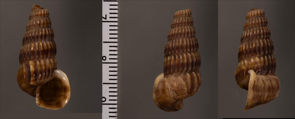 ナンアフトヘナタリ (仮称) Cerithidea quadrata small