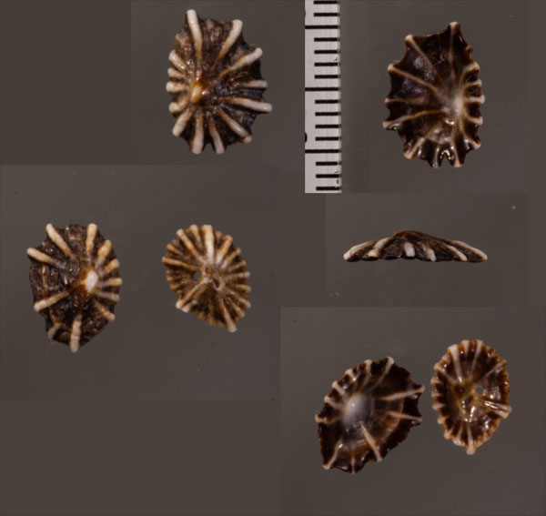 マナラカラマツ Siphonaria concinna small