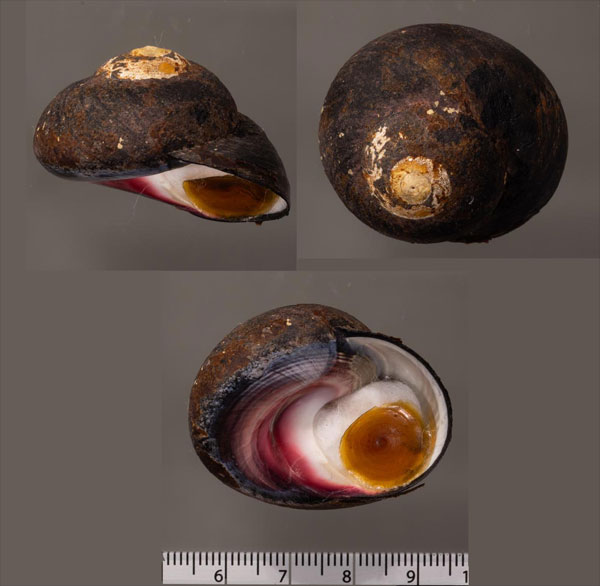 ナンアメクラガイ Oxystele sinensis small