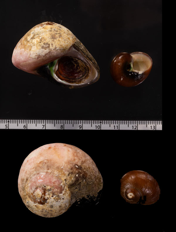 ノリスガイ Norrisia norrisii small