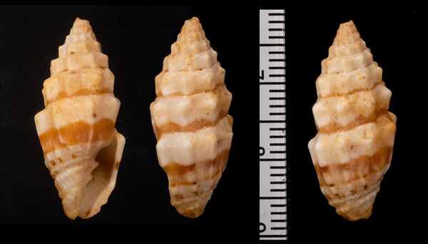 オシリディスオトメフデ (仮称) Vexillum osiridis small