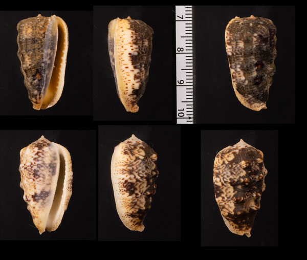 マクラエボシガイ Morum tuberculosum small