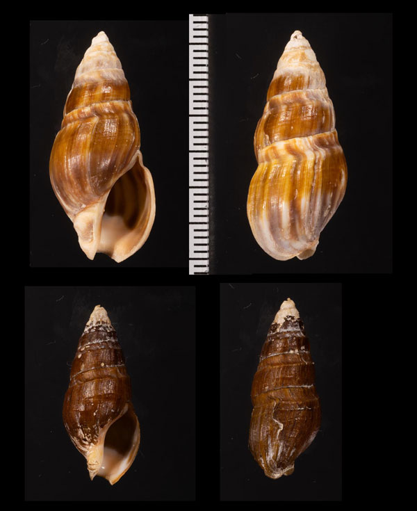 フトクラウシクダマキ (仮称) Clionella striolata small