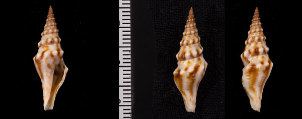 カスリイグチ Hormospira maculosa small