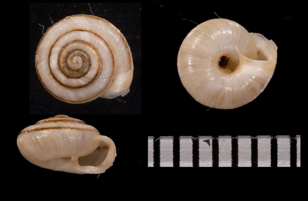 ビートルズコマイマイ Candidula intersecta small