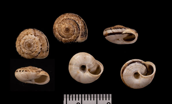 カルダースコマイマイ (仮称) Xerocrassa cisternasi calderensis small
