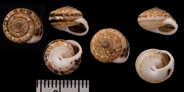 フォルメンテラコマイマイ (仮称) Xerocrassa caroli formanterensis small