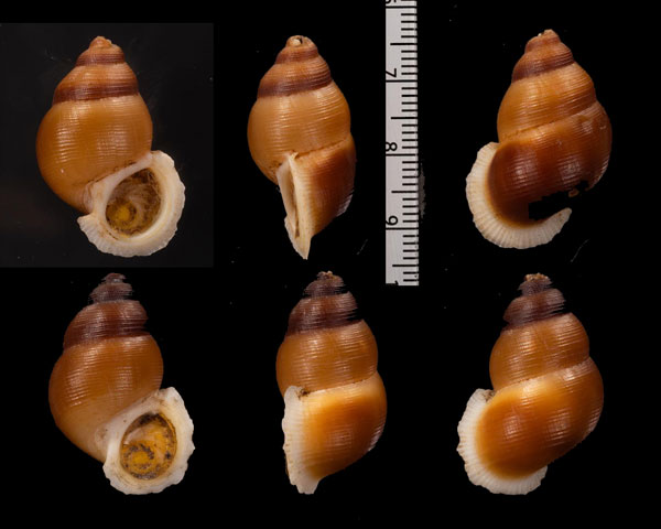 ツヤクチヒレガイ Chondrothyretes barbouri small