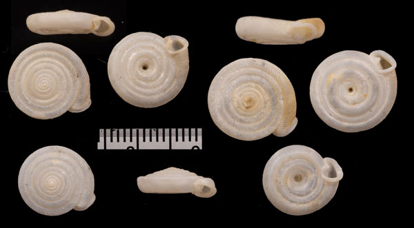 ナナエマイマイ Polygyra septemvolva small
