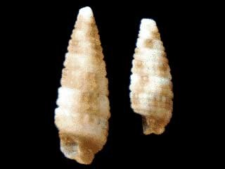 サフランキリオレ Triphora conspersa small