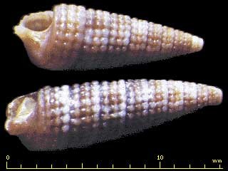 マギレキリオレ Triphora confusa small