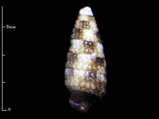モザイクキリオレ Triphora tessellata small