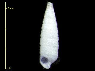 シラユキキリオレ ? Triphora candefacta small