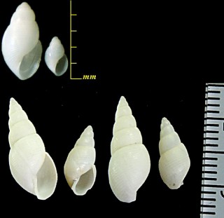 コマキモノガイ 小巻物貝 Leucotina sp. small