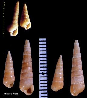 チャイロクチキレ Colsyrnola brunnea small