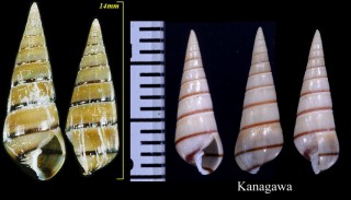 クチキレガイ 口切貝 Orinella pulchella small