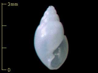 タマゴミガキクチキレ Agatha amabilis small