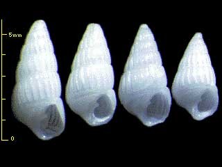 ミサカエクチキレ Numaegilina gloria small