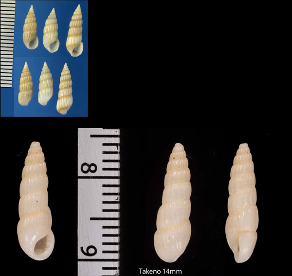 チョウジガイ 丁字貝 Mormula philippiana small