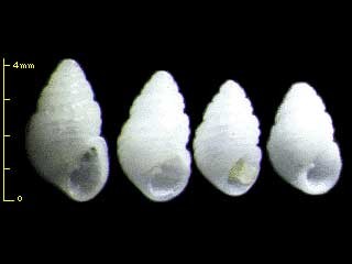 アラレクチキレ Miralda diadema small