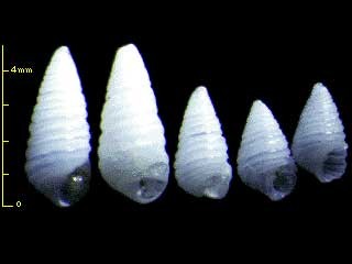 イトマキクチキレモドキ ? 未詳 Oscilla lirata aff. small