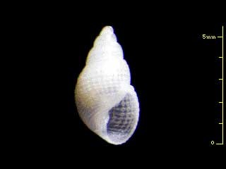 タイルバリクチキレの仲間 未詳 Mumiola sp. small