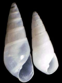 クチキレモドキの仲間 未詳 Odostomia sp. small