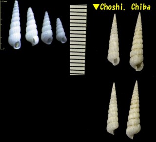 シロイトカケギリ Turbonilla multigyrata small
