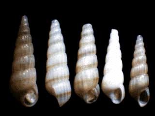 チャイロホソイトカケギリ Pyrgolampros hiradoensis badia small