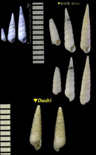 ヨコイトカケギリ 横糸掛錐 Cingulina cingulata small