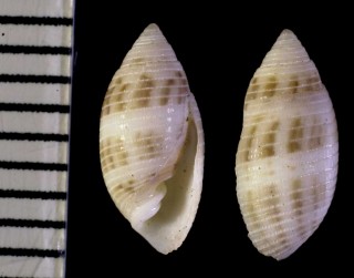 コシイノミガイ 小椎ノ実貝 Pupa strigosa small