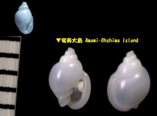 マメウラシマ 豆浦島 Ringicula doliaris small